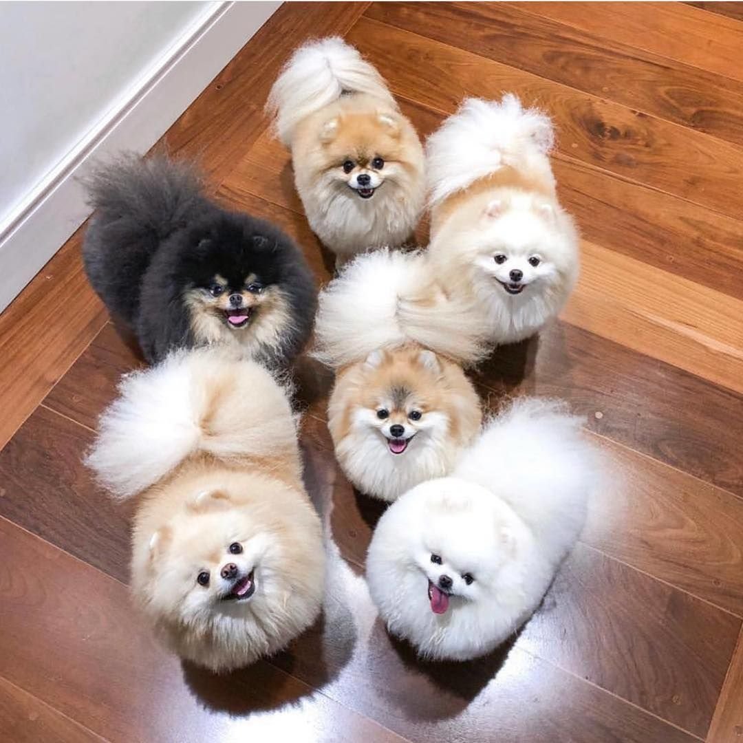 Шпиц флаффи