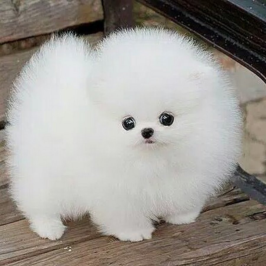 Карликовый шпиц флаффи