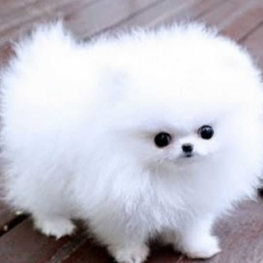 Карманные собачки шпиц