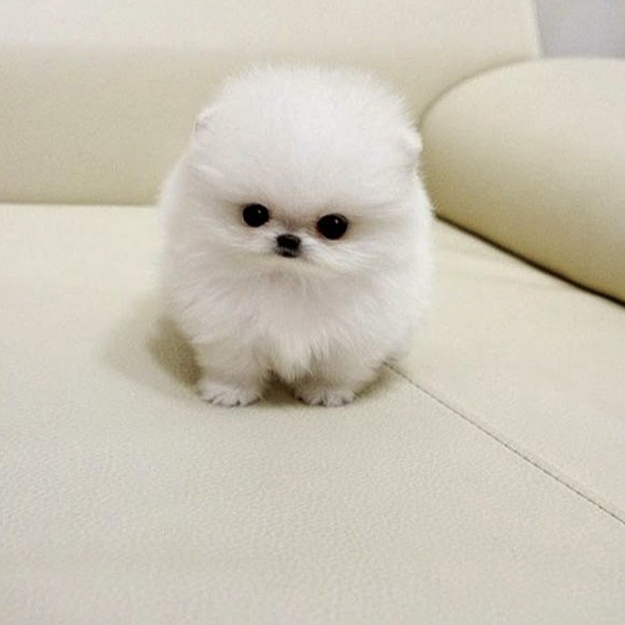 Шпиц jiffpom