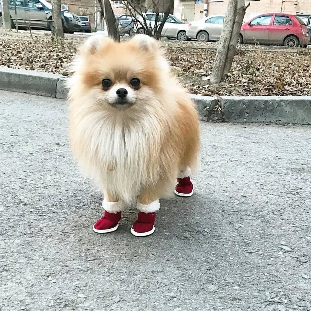 Померанский шпиц Детеныши