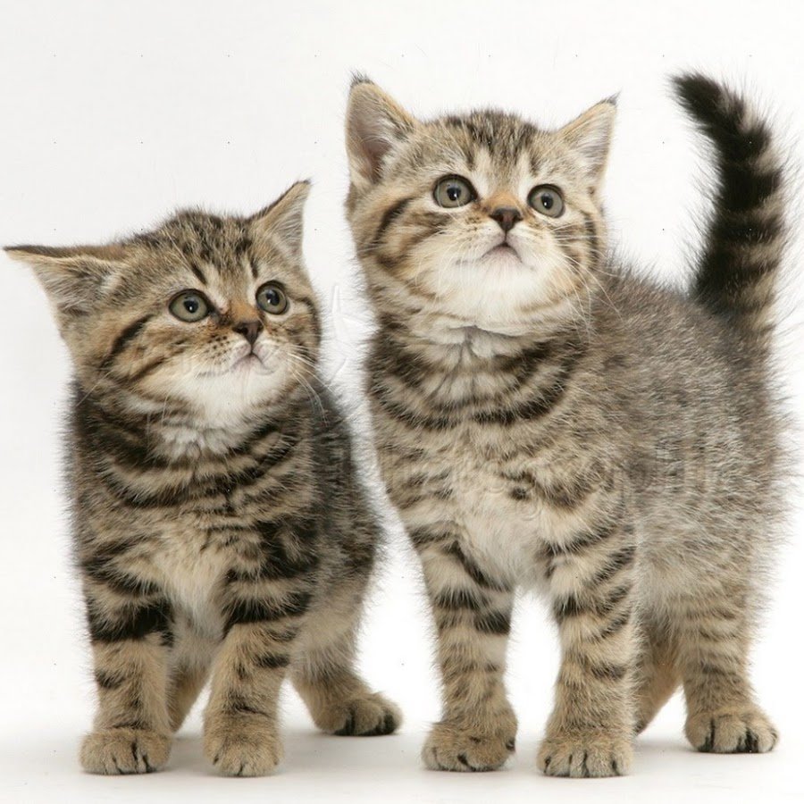 Мейн кун табби