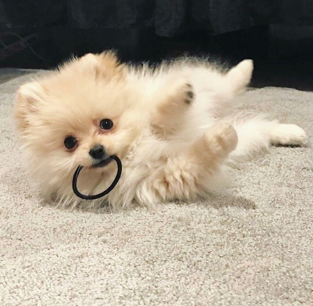 Пушистые карманные собаки