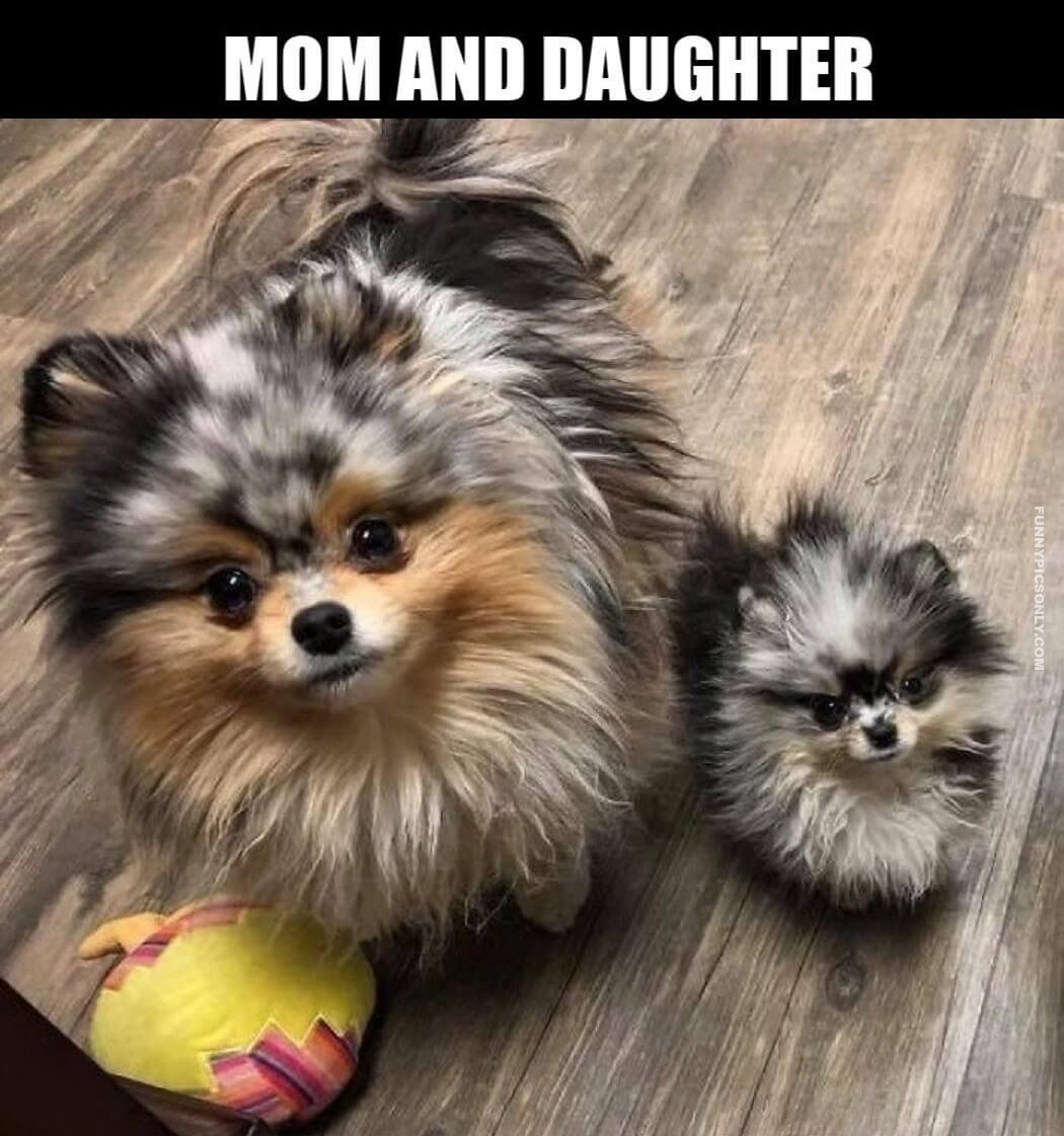 Шпиц карликовый белый