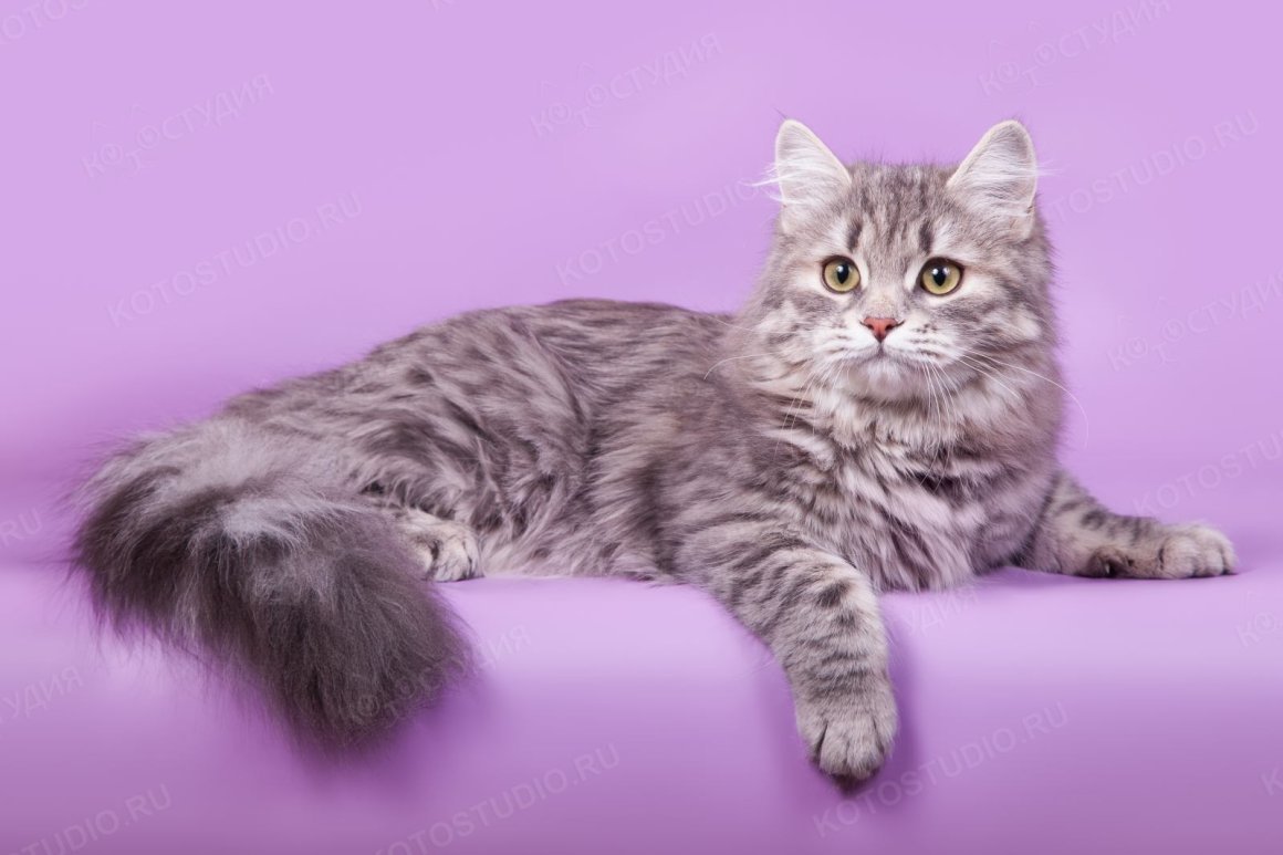 Браун табби Сибирские котята