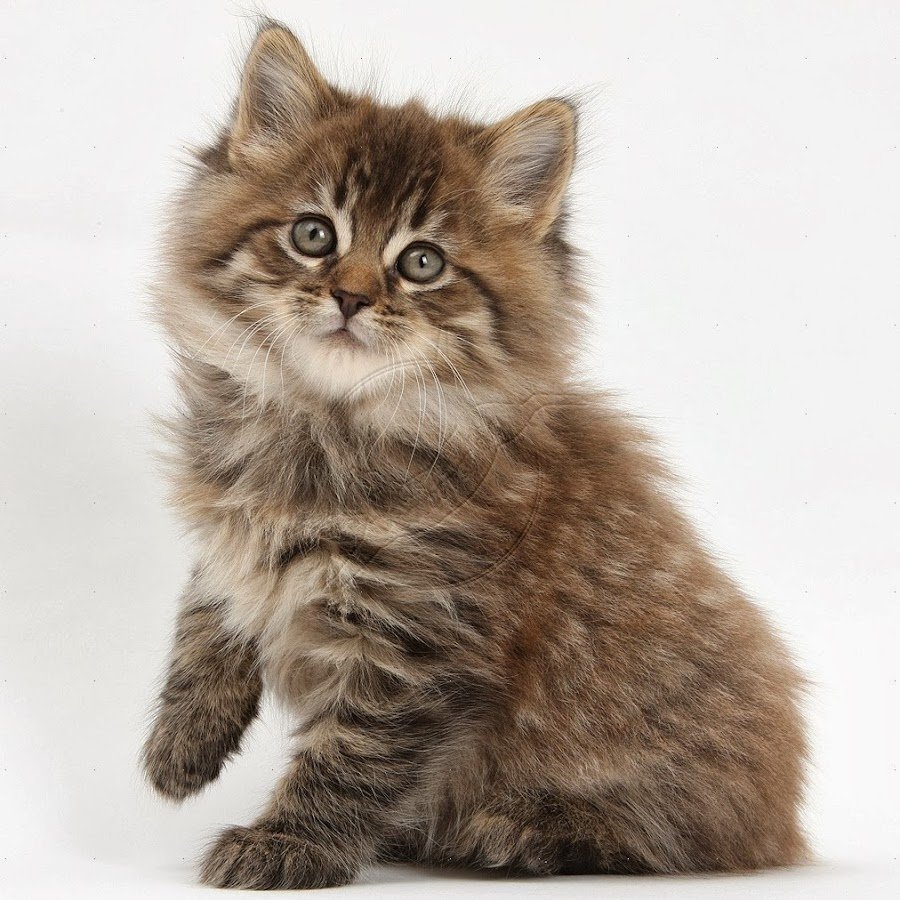 Браун табби