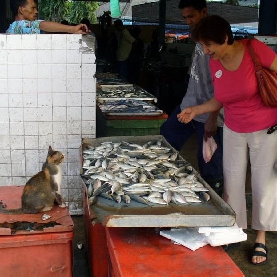 Коты и продавец рыбы