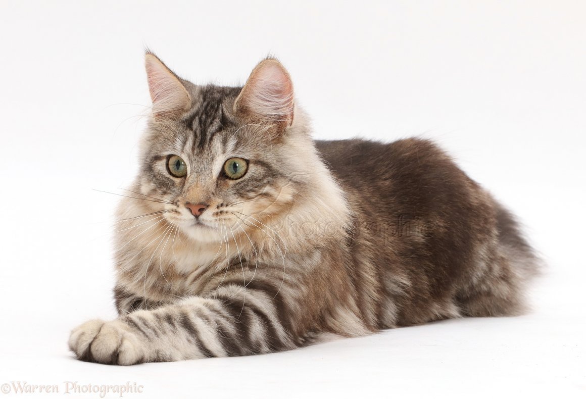 Сибирская кошка тэбби