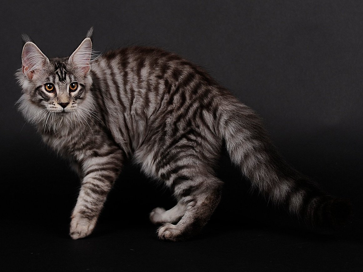 Скоттиш фолд Браун табби