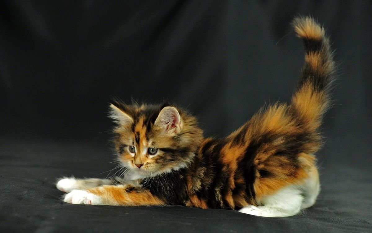 Американская короткошерстная кошка полосатая