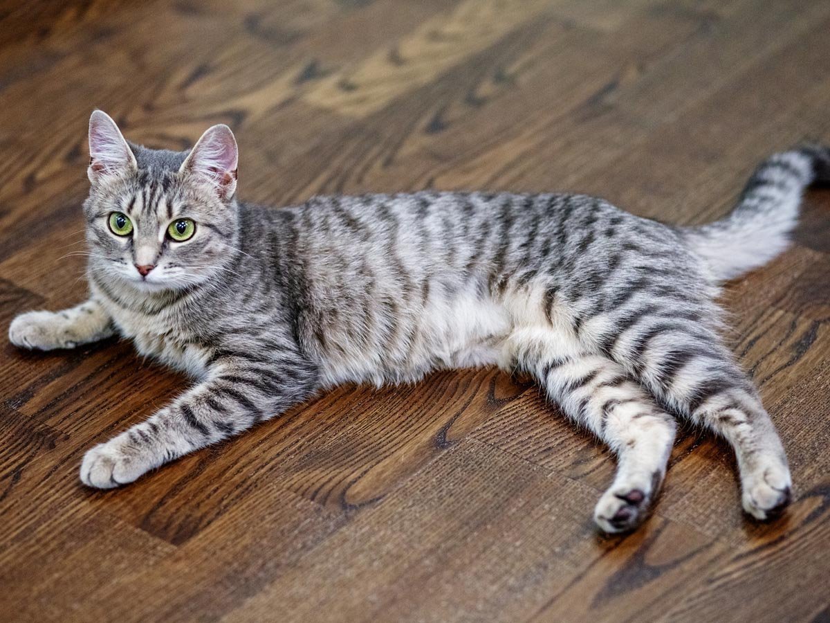 Котята Мейн кун