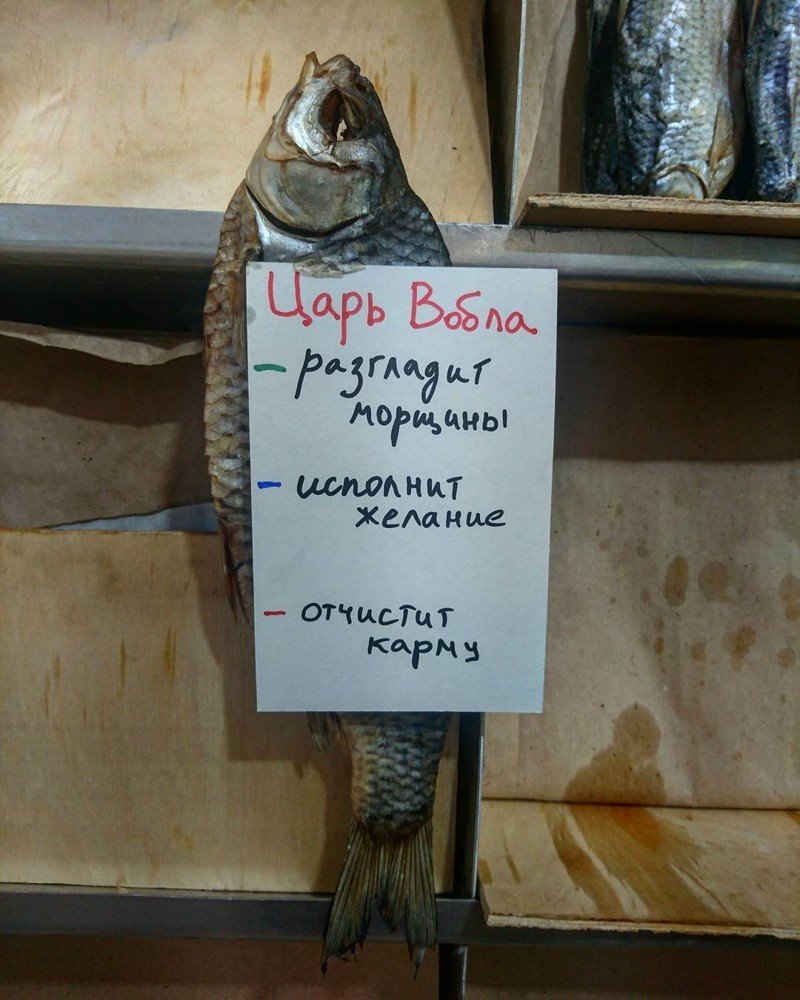 Коты на рыбалке