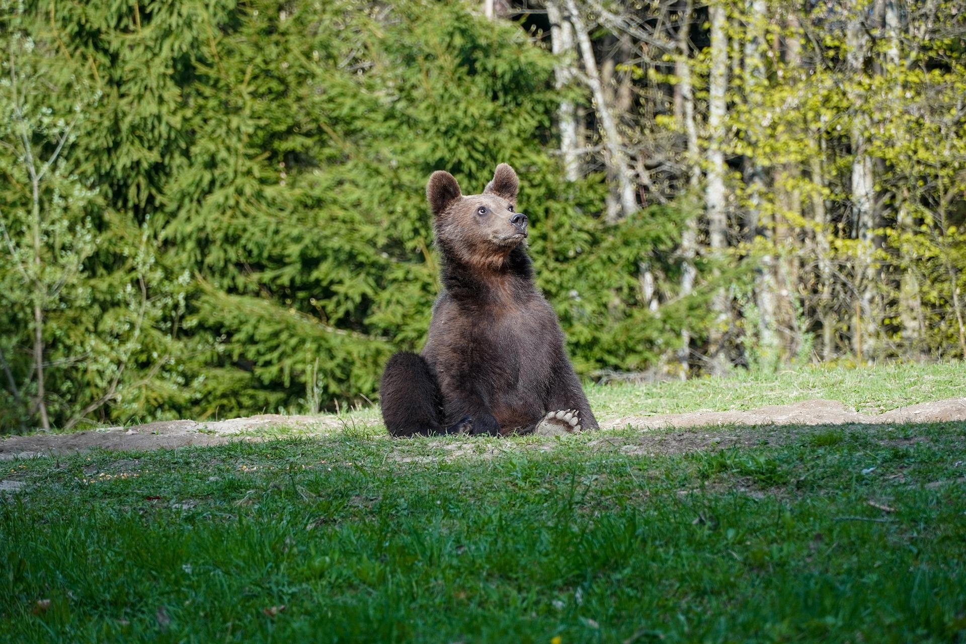 В австралии живут медведи. Амурский медведь. Фото медвежонка живого. Дорогие медведи. Медведь в Сковородино.