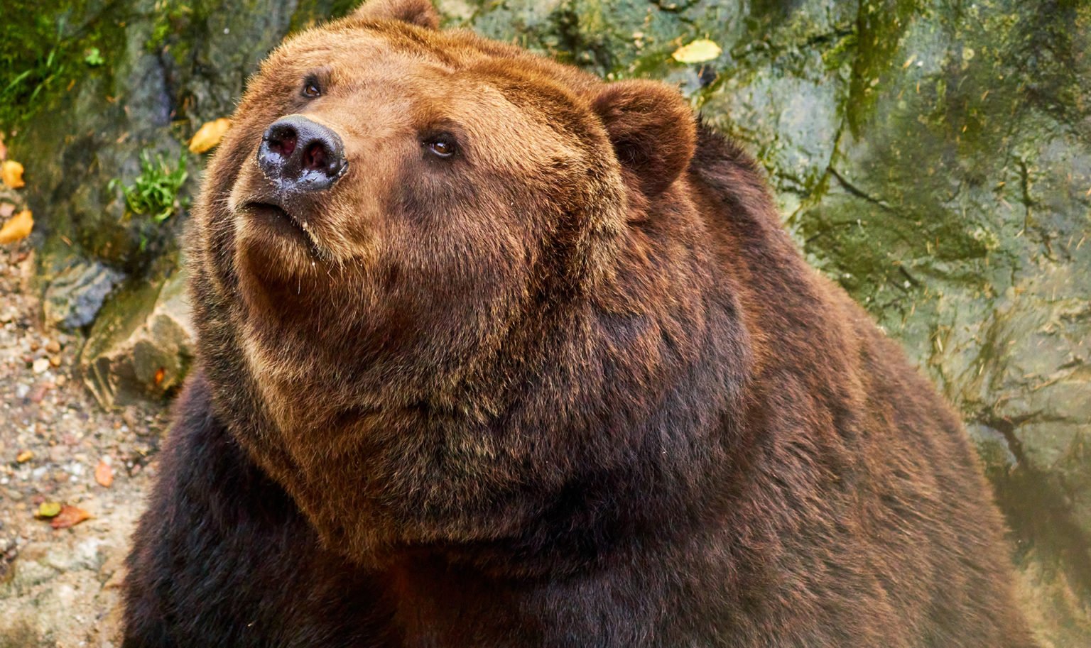 Зверь похожий на медведя. Животные похожие на медведя. Медведь запрещен.