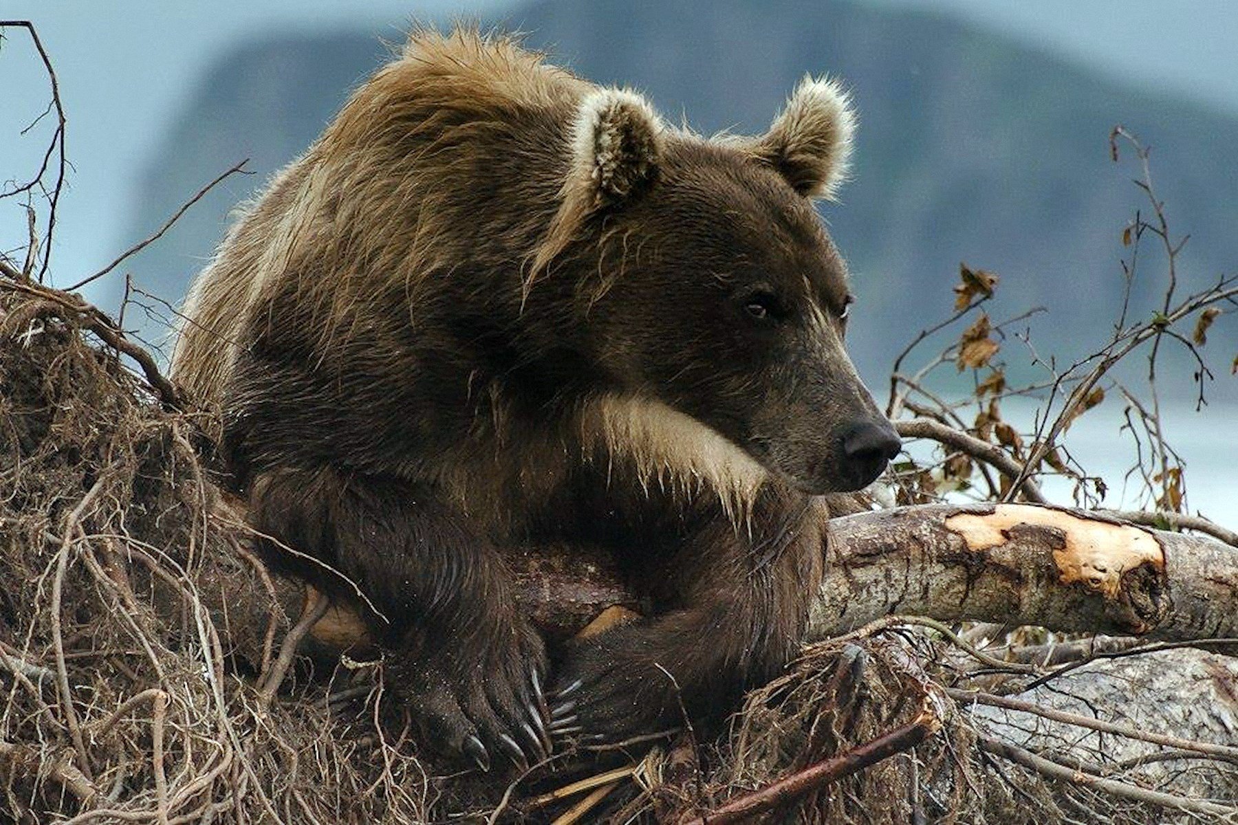 План камчатский бурый медведь. Бурый медведь Камчатки. Тяньшанский бурый медведь. Камчатский бурый медведь. Бурый медведь Алтайского края.
