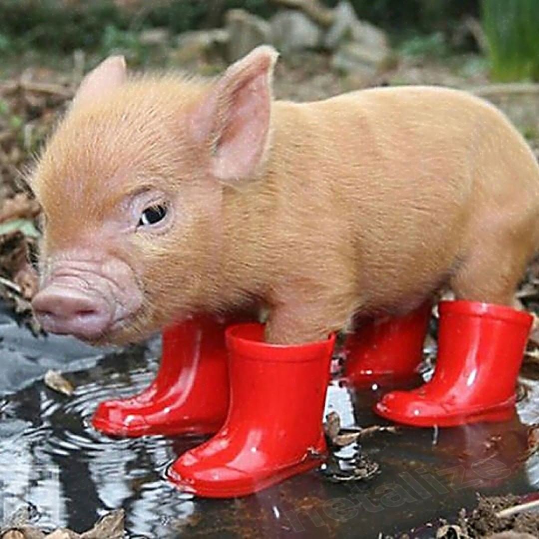 Хрюшенькины сапоги сапоги сапожки