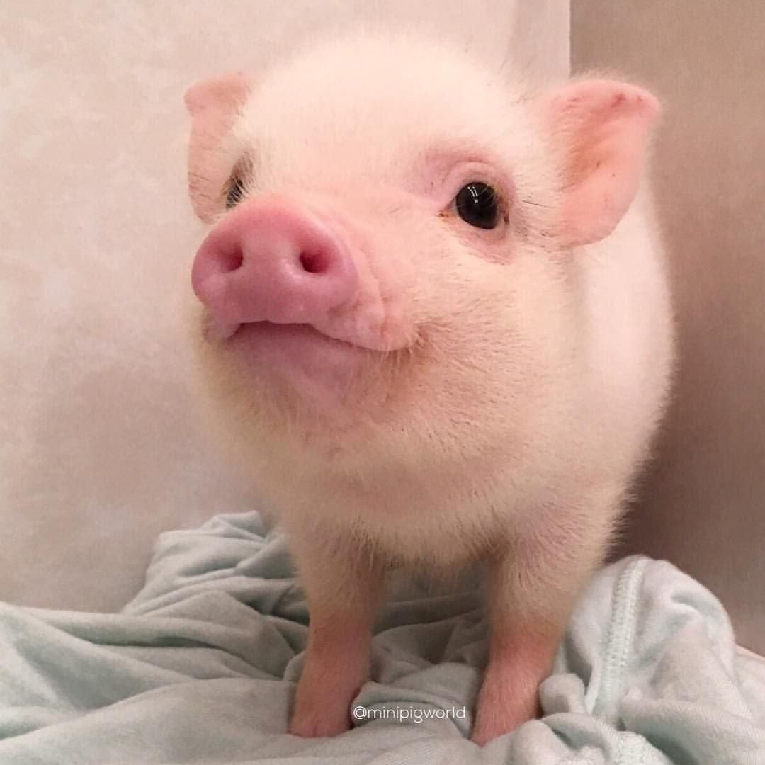 Минипиг кабанчик