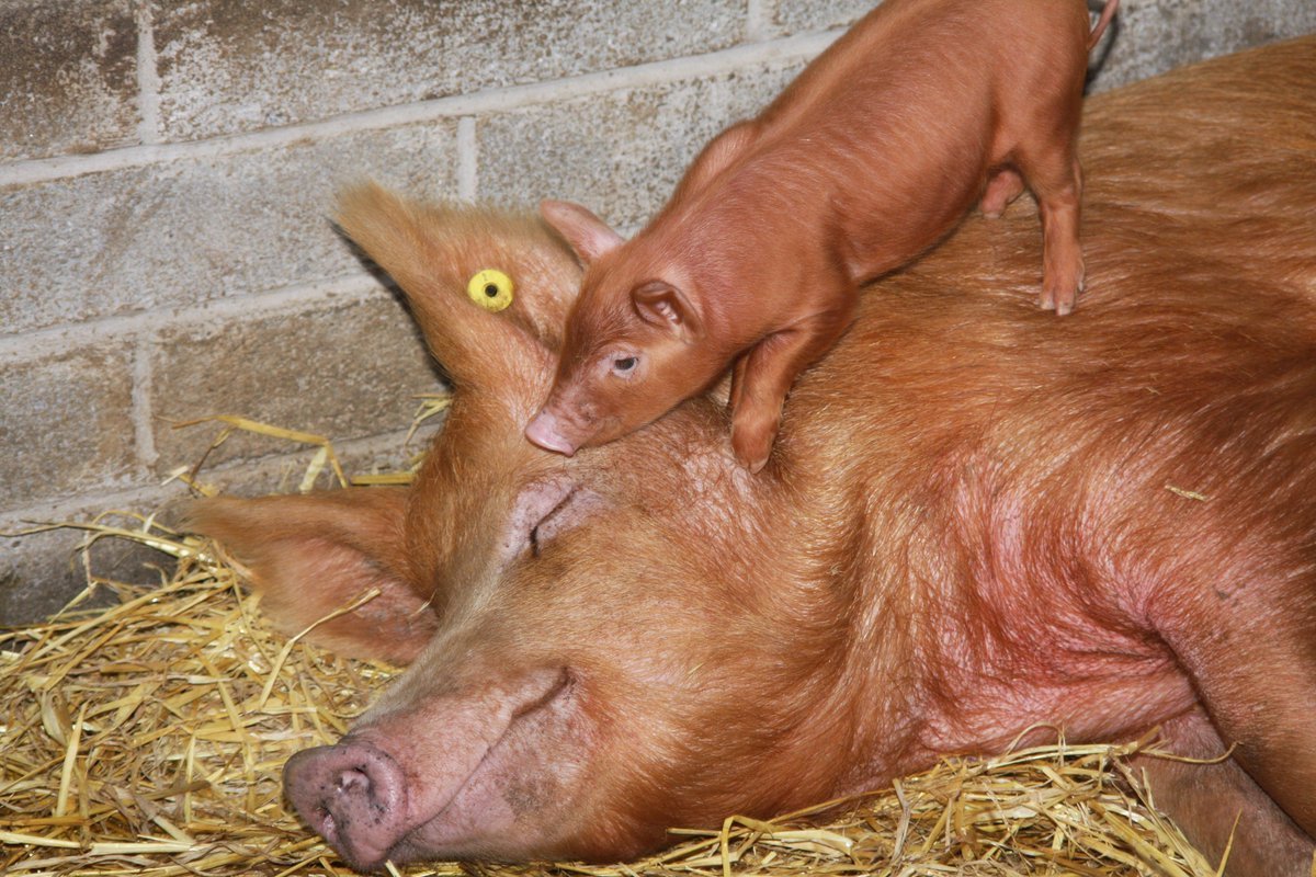 Темворс порода