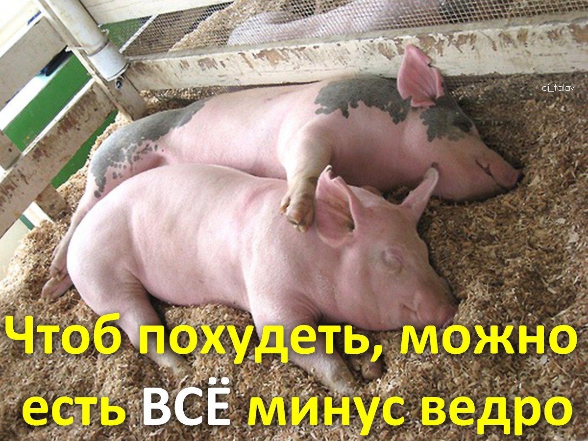 Свиньи обнимаются