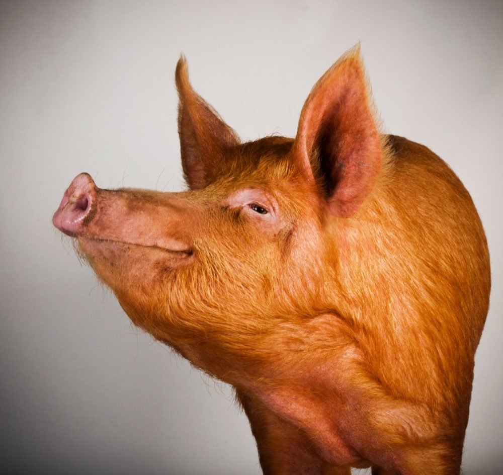 Темворс порода