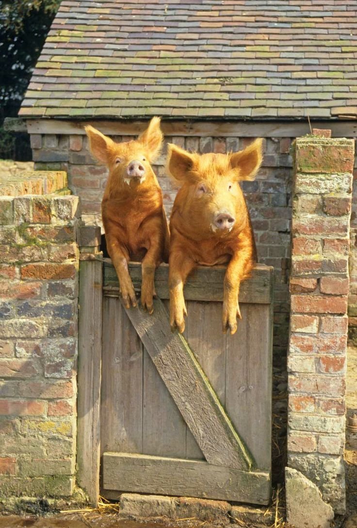 Рыженький кабанчик