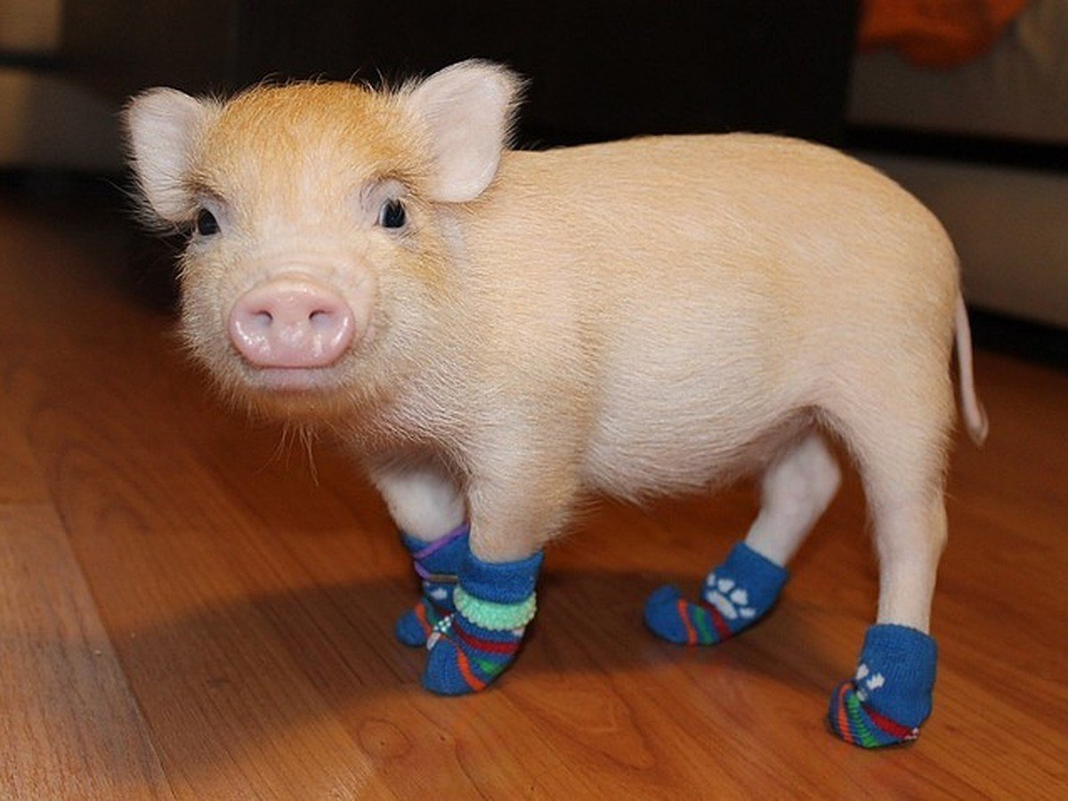Мини Пиг карликовая Свинка