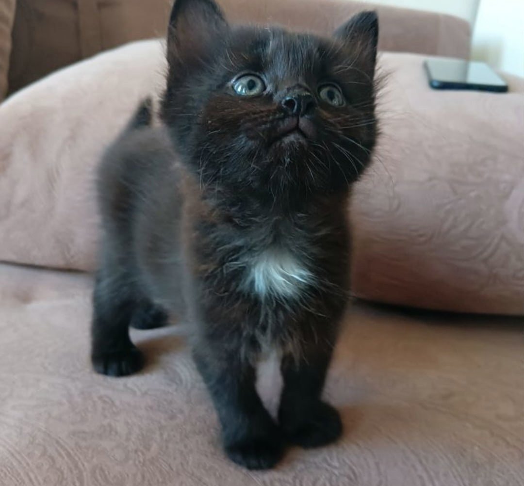 Шиншилла Пойнт Коби