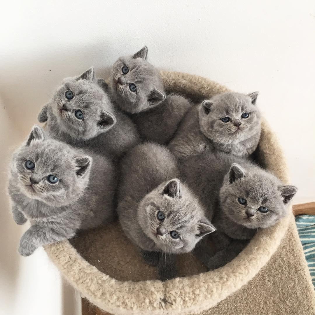 Котенок с бантиком