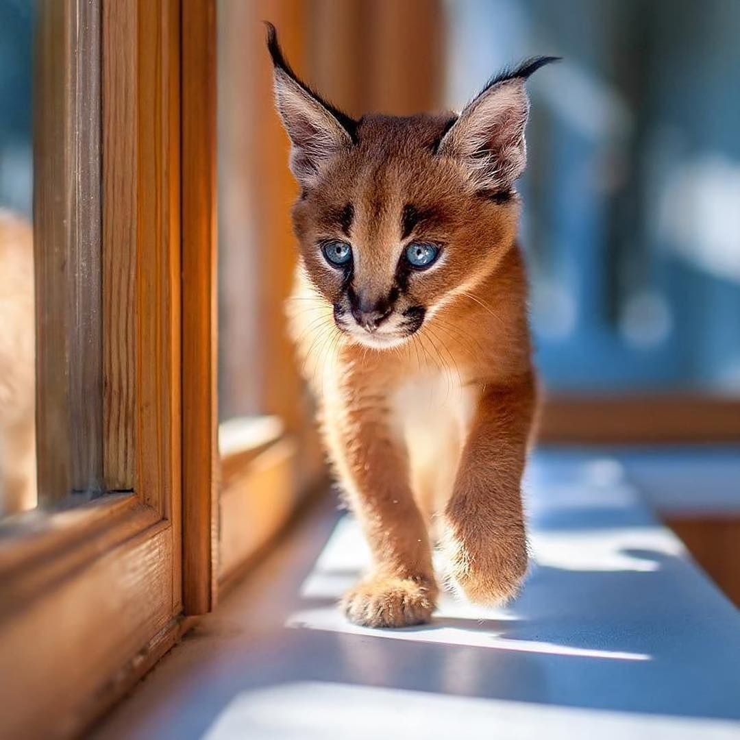 Каракал кошка маленький