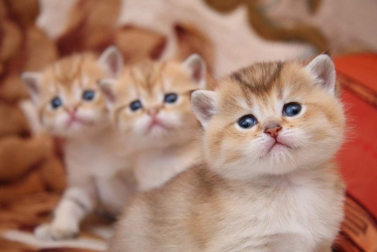 Красивые котята разных пород