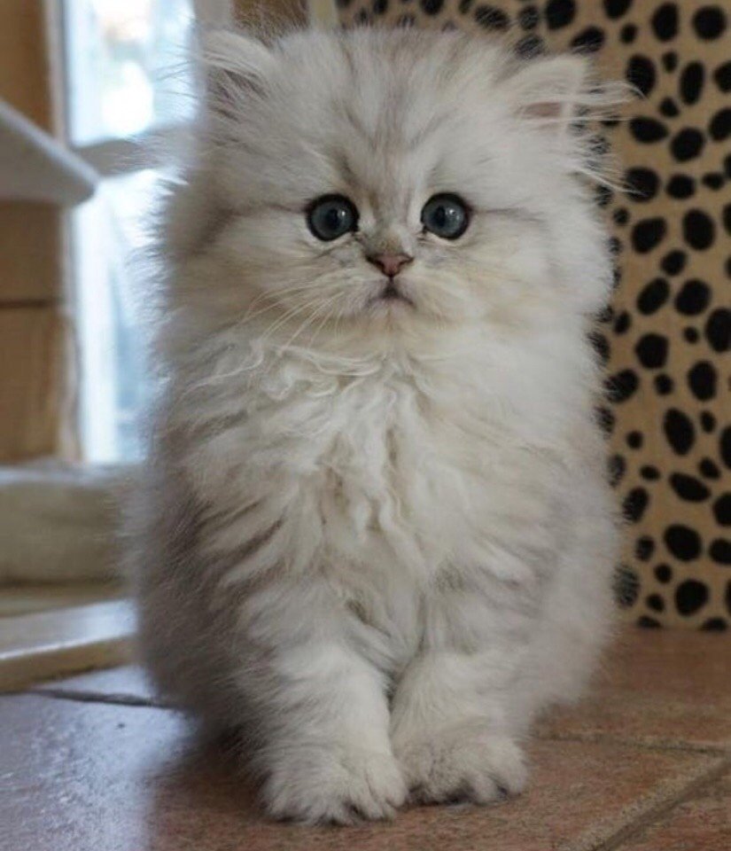 Котенок с заколкой