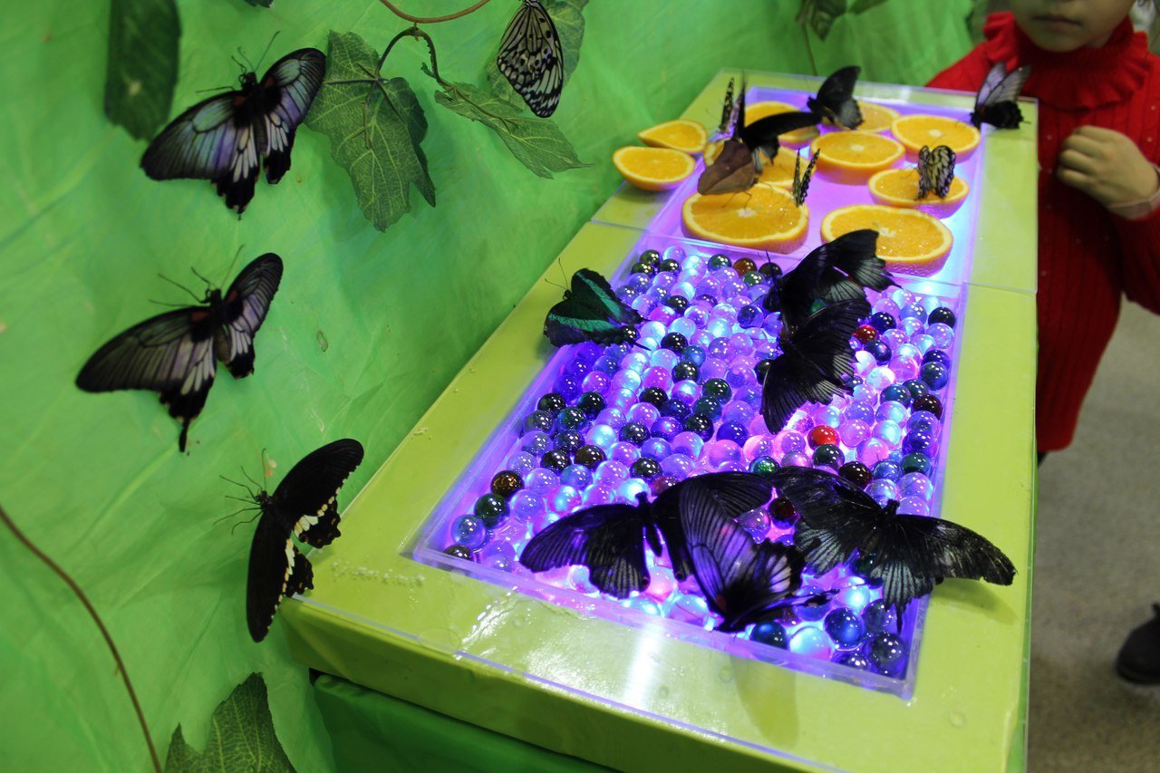 Эль рио выставка бабочек. Музей бабочек на ВДНХ. Музей тропических бабочек ВДНХ. Выставка живых тропических бабочек ВДНХ. Баттерфляриум на ВДНХ.
