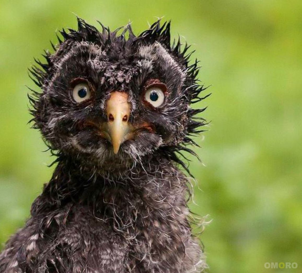 Злая невыспавшаяся Сова