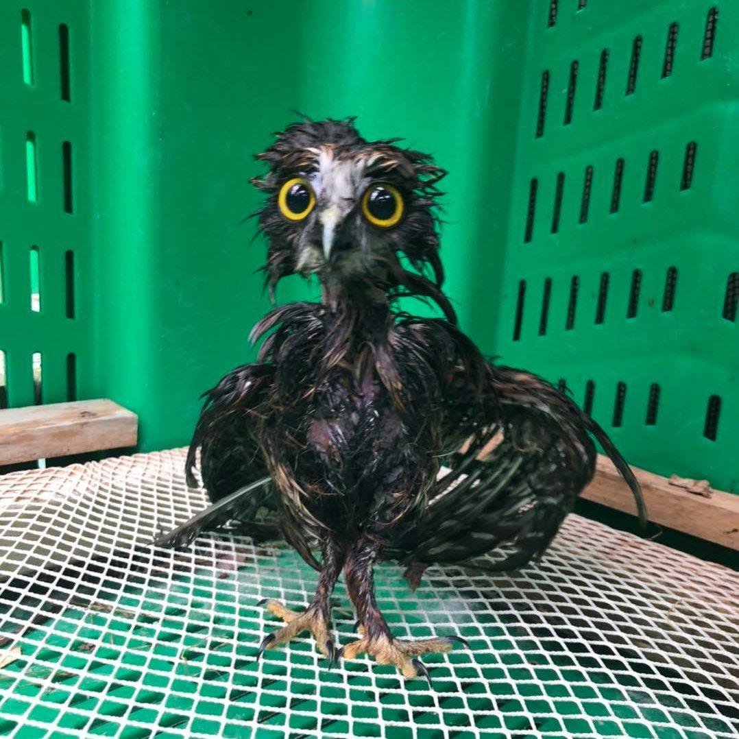 Сова кушает