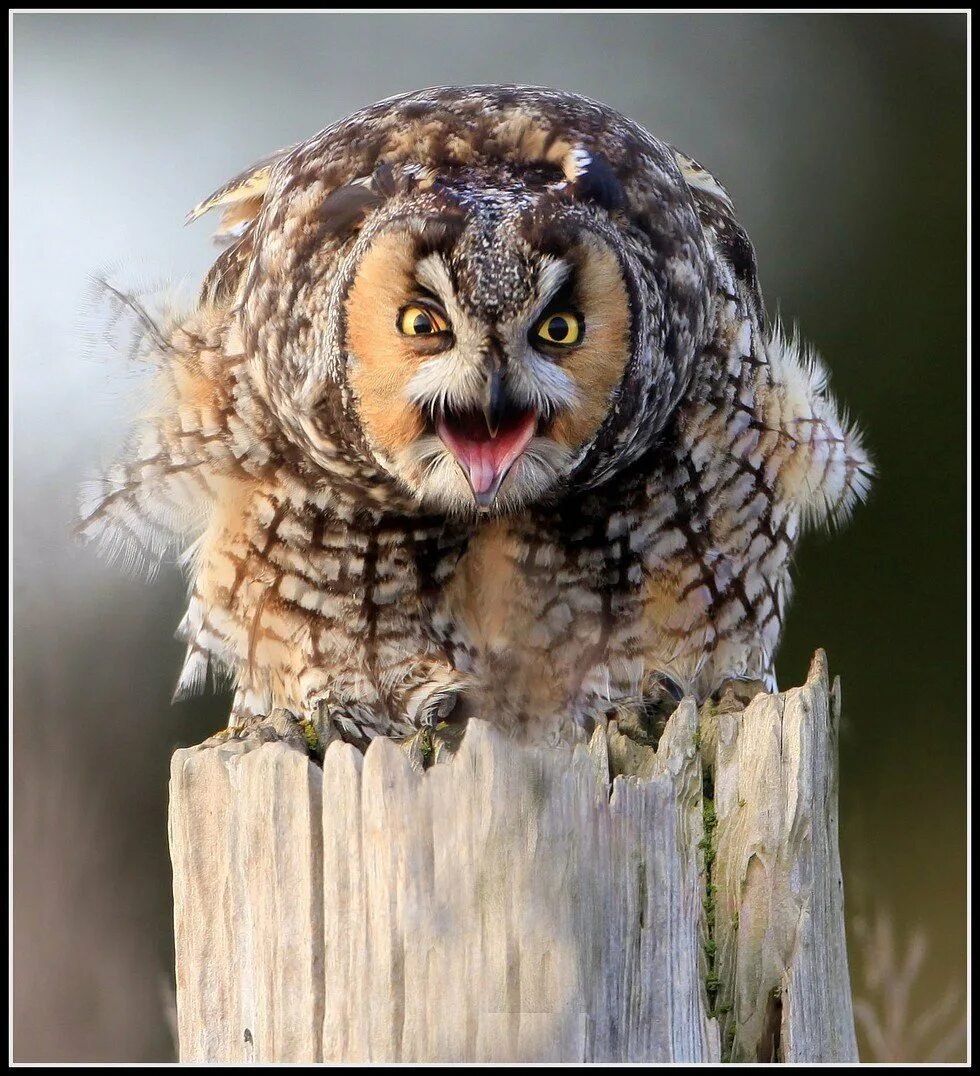 Взъерошенная птица