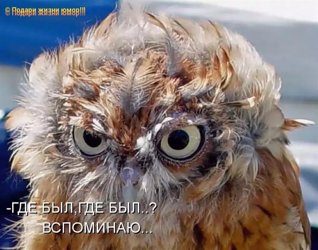 Птенец неясыти