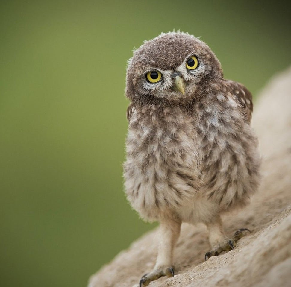 Мокрый Филин