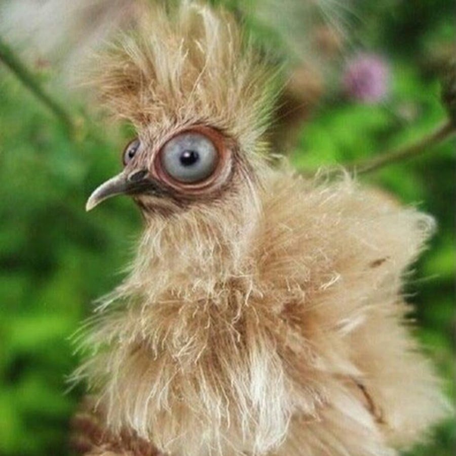 Сонная Сова