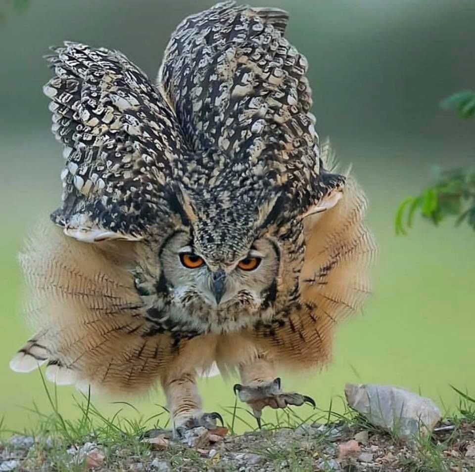 Сплюшка Сыч сипуха