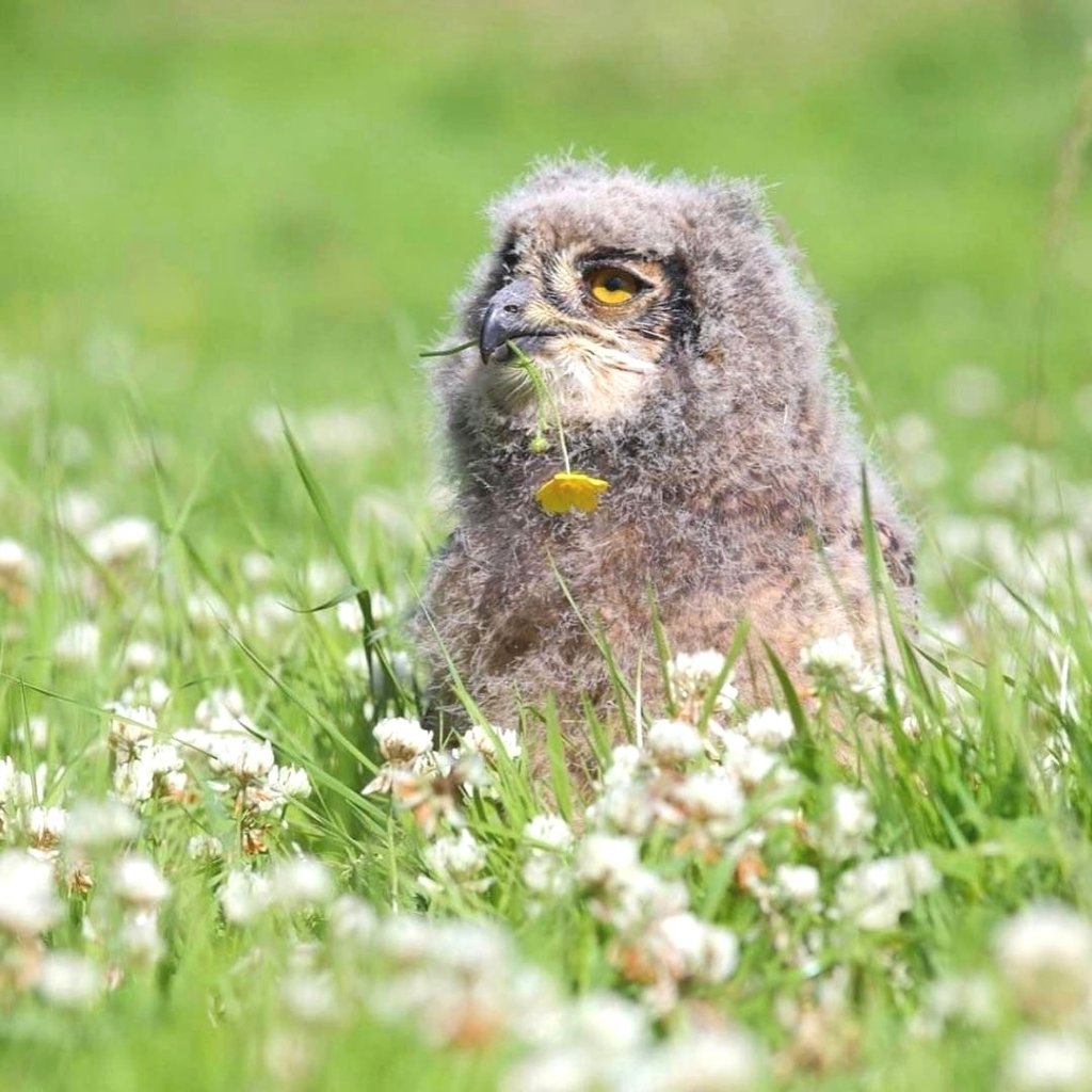 Художник-иллюстратор Marco Bucci