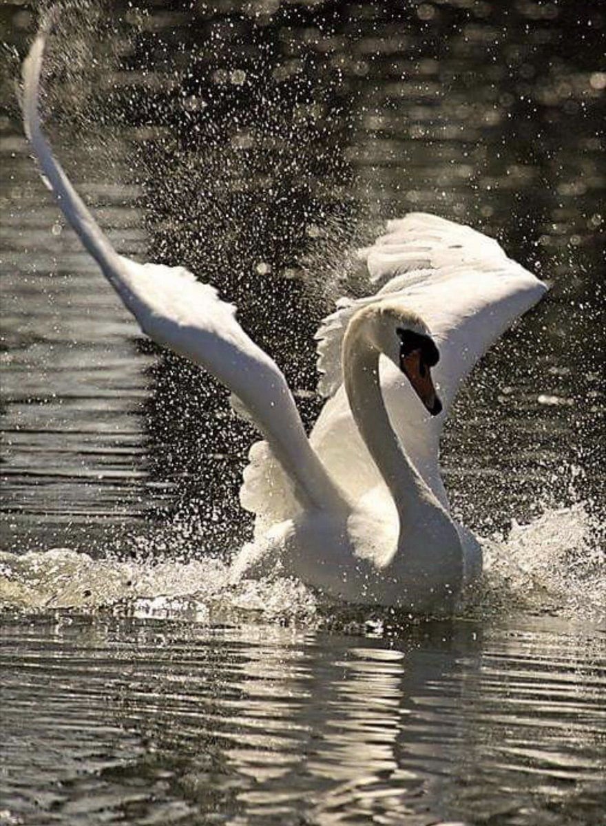 Красивые белые лебеди. Белый лебедь шипун. Лебеди (птицы). Прекрасные лебеди. Лебедь взлетает.