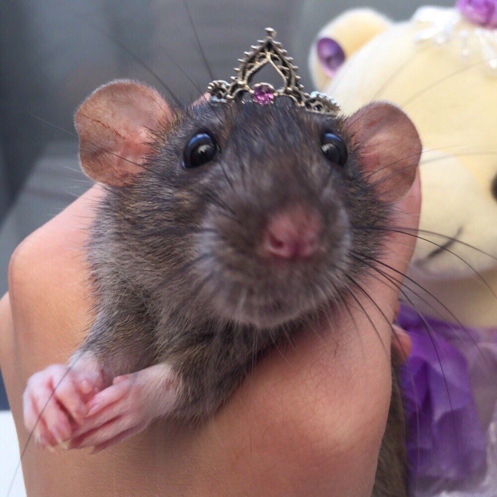 Крысы разбегаются