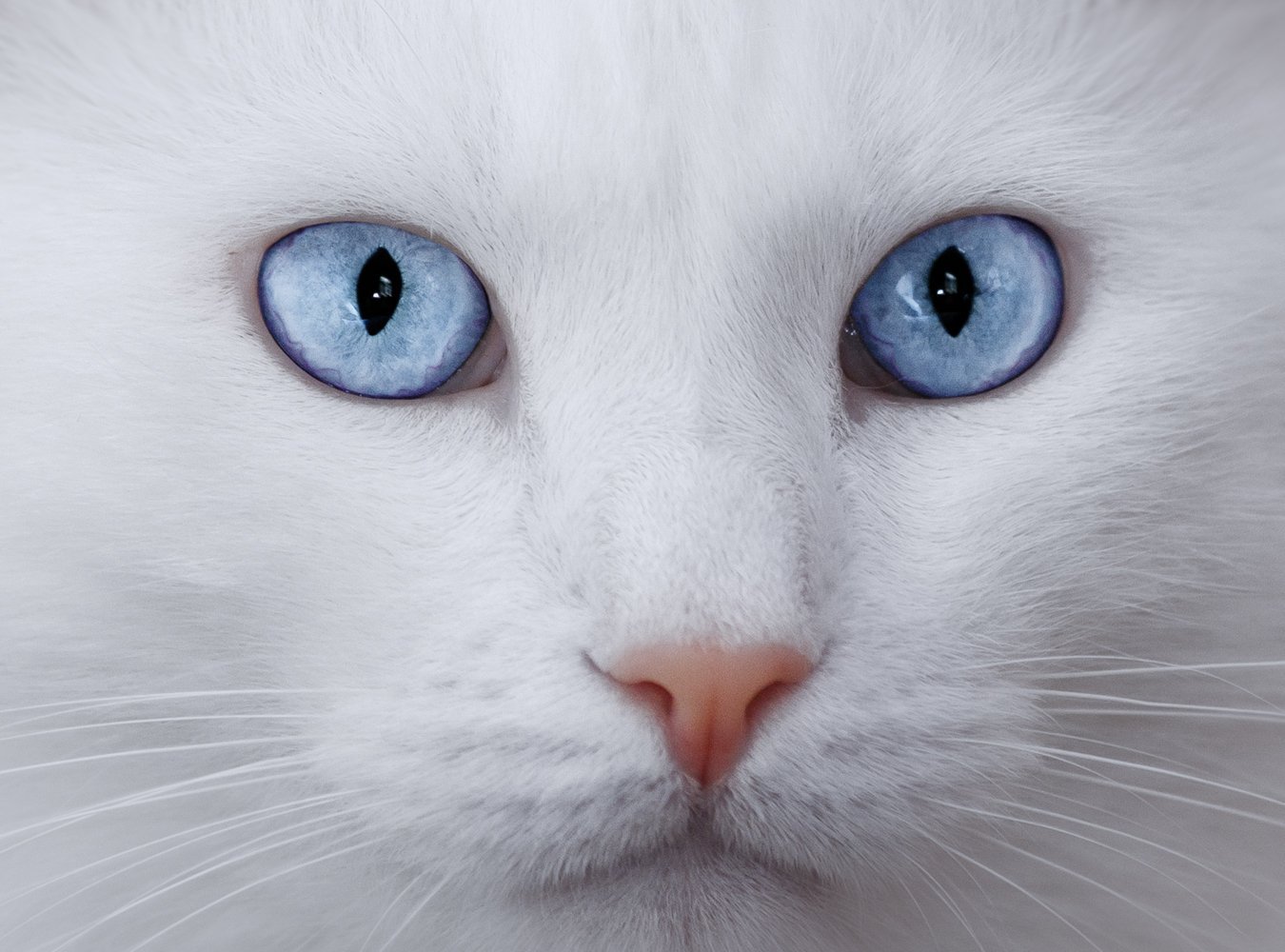 Породы котов с голубыми глазами. Британская шиншилла Коби. Турецкая ангора разноглазая. Шотландская вислоухая кошка альбинос. Охос азулес вислоухая.