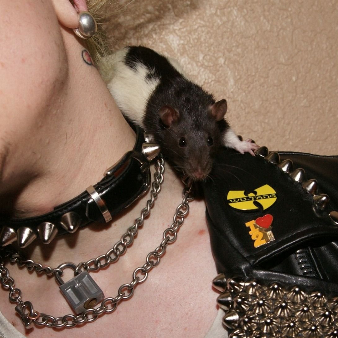 Год крысы вектор