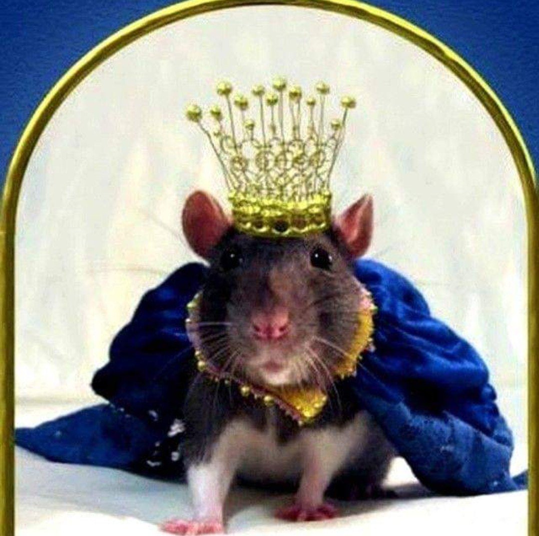 Бинго крыса