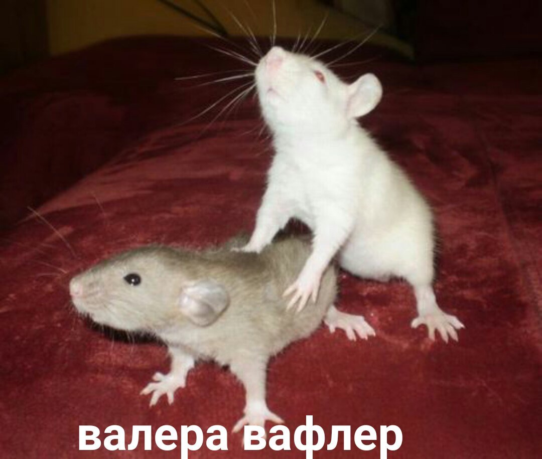 Строение крысы