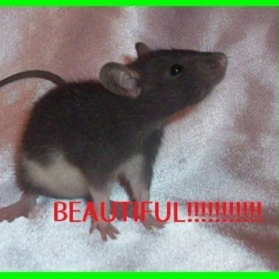 Картинка крысы: «еще людях не испытали»
