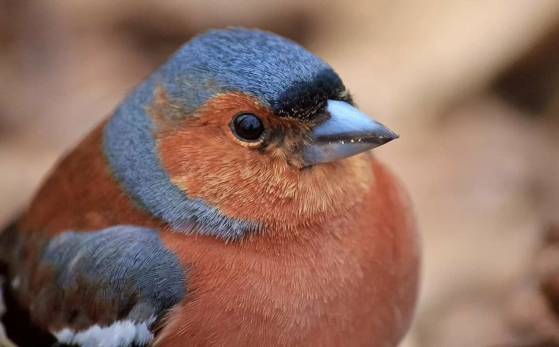 Певчие Лесные птицы Реполов
