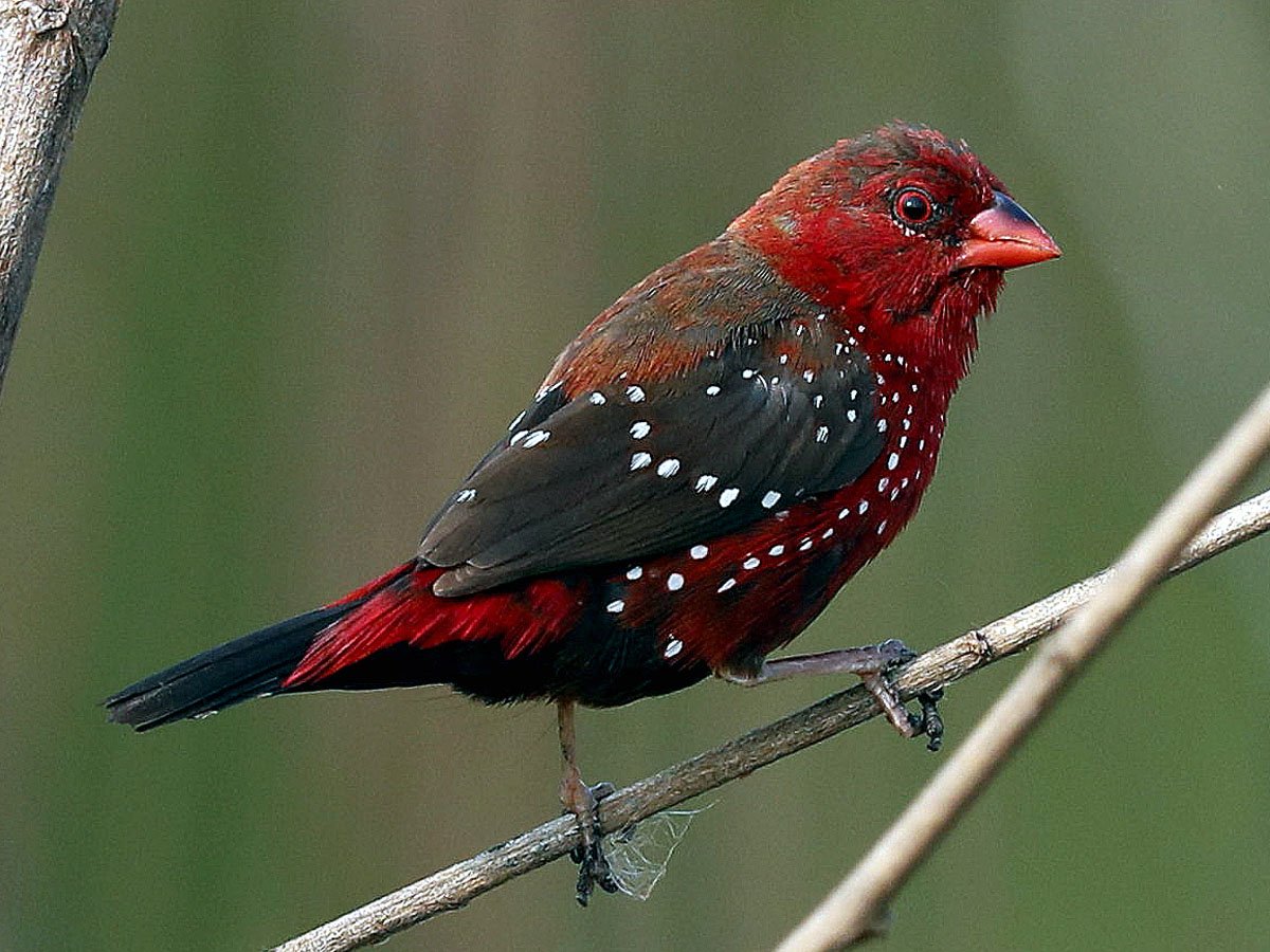 Земляничный Зяблик