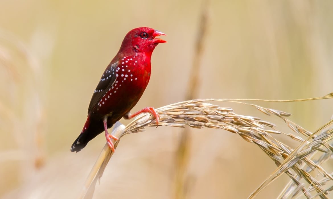 Клест Крестоносец птиц а